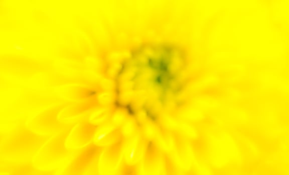blur yellow flower as background photo