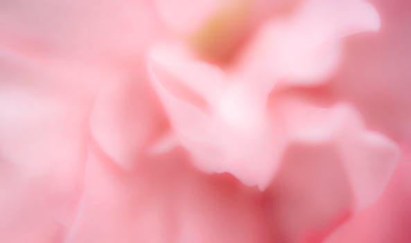blur pink flower as wallpaper photo