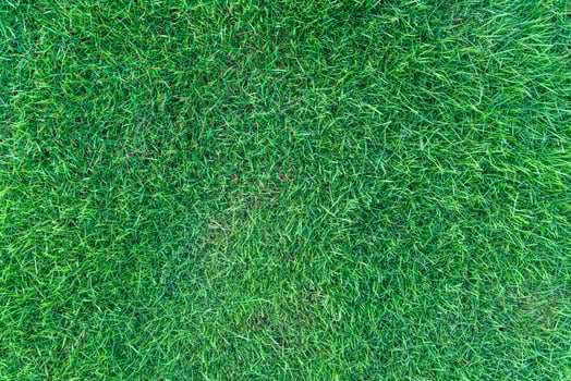 grass field pattern, nobody, top view photo