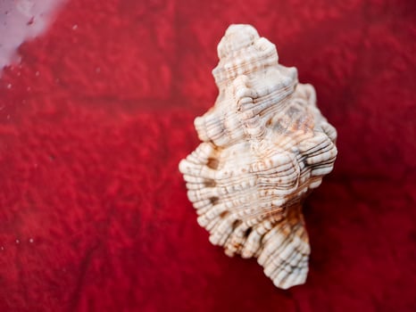 A shell on a red surface photo