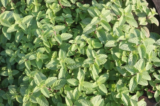 A close up of a plant with green leaves photo