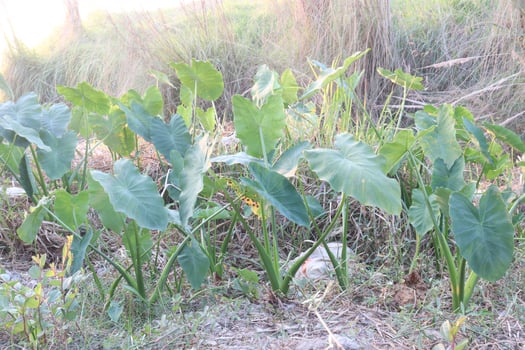 Taro Plant on farm for harvest photo