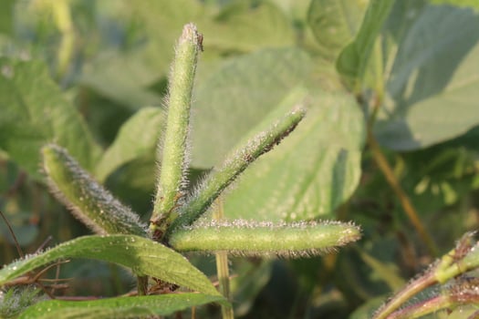 A close up of a plant with leaves photo