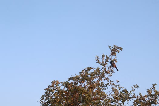 A bird sitting on top of a tree photo