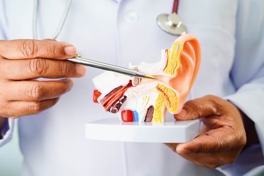 Asian doctor holding human ear model to learn and treat hearing loss in patient. photo