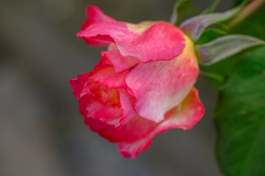 Beautiful pink rose blossoms under soft sunlight in a serene garden setting photo
