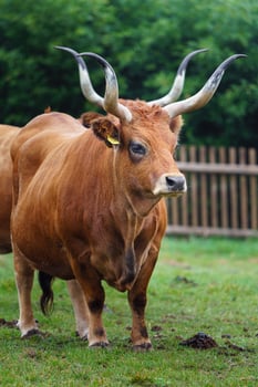 Portrait of Cachena cattle in zoo photo