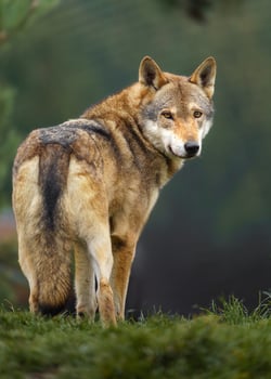 Grey wolf in autumn nature photo