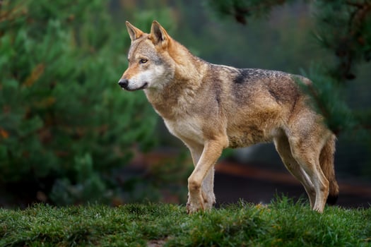 Grey wolf in autumn nature photo