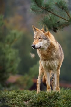 Grey wolf in autumn nature photo