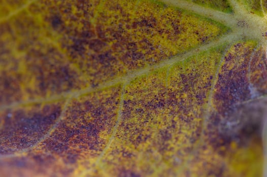 Detail of a textured leaf reflecting autumn's vibrant hues and intricate patterns in natural light photo