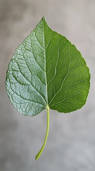 Intricate details of a large green leaf showcasing its natural texture and structure photo