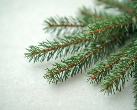 green pine branch on textured surface photo
