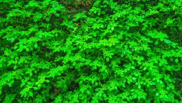 Green plants growing on a wall photo