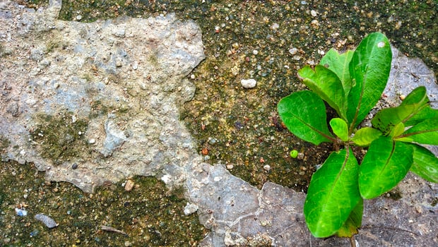 Plant growing through cracks in concrete photo