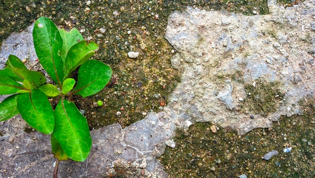 Plant growing through crack in concrete photo