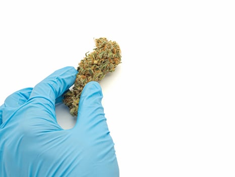 Hand holding of dry cannabis buds flowers on a white background photo