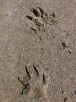 tracker examines footprints of a wild animal, close-up photo