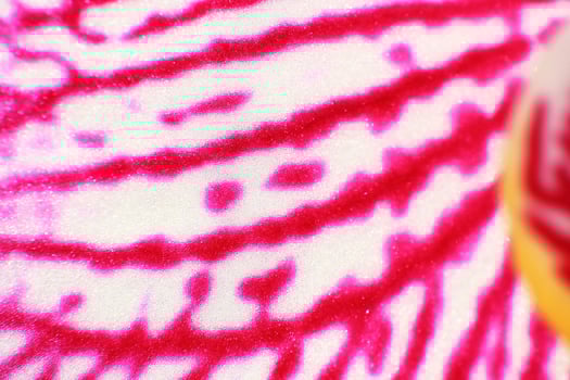 Extreme close up of orchid petal Phalaenopsis species photo