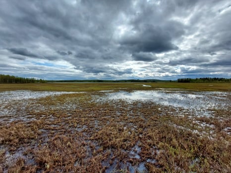 Stormy weather at wetlands in nature reserve near Norsjoe in northern Sweden photo