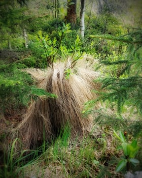 Grass and willow tuft in dense vegetation looks like creature covered by hair photo