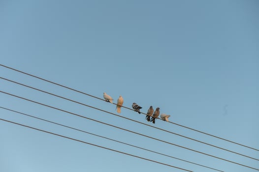 Birds perched on power lines under a clear blue sky at dawn creating a serene urban atmosphere photo