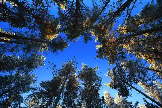 Upward view inside a pine forest with blue sky and sunlight photo
