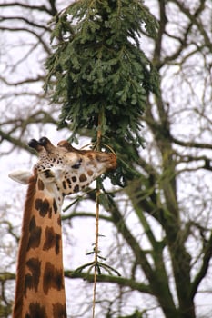 Northern Giraffe Giraffa camelopardalis feeding on pine tree, a leftover of christmas photo