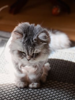 British longhair cat sitting on the floor, looking down photo