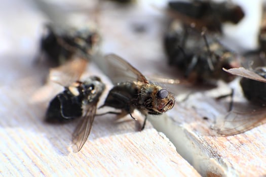 Macro shot of dead flesh flies Sarcophaga species photo