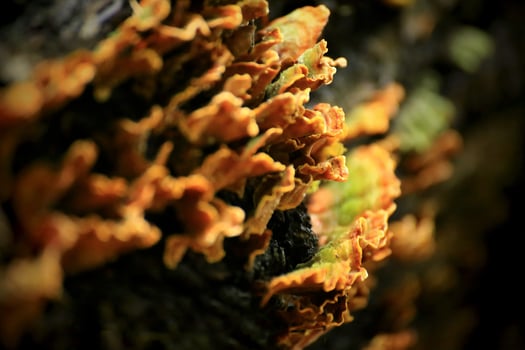 Stereum hirsutum fungus close-up showing detailed orange textures and moss layer photo