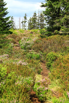 Narrow trail winding through dense heath vegetation in bog at the Grosser Beerberg in Thuringia photo