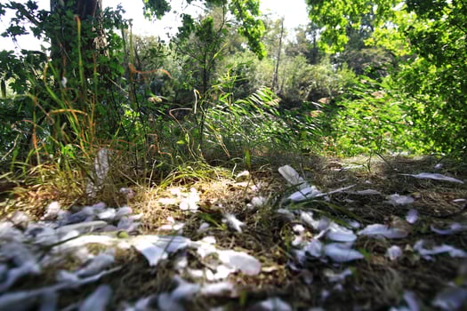 Riverside nature with trees, feathers on the ground, and peaceful greenery photo