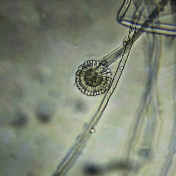 Aspergillus spore head in reflected light microscopy, highlighting delicate fungal structures and transparent spores photo