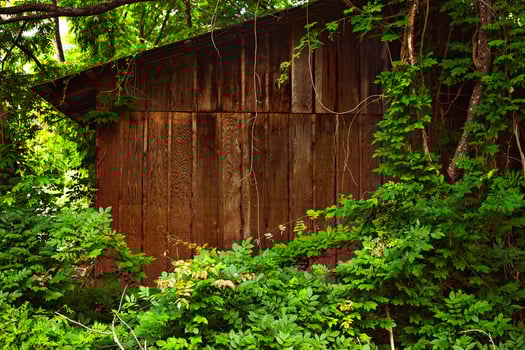 A small shed surrounded by green plants photo