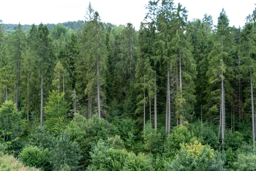 Green forest trees. Nature background photo