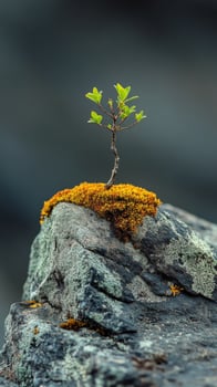 Small plant thriving on a moss-covered rock in a serene natural setting photo