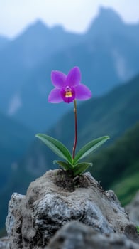 Purple orchid growing on rock in mountain landscape photo