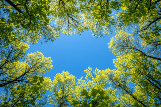 Green treetops framing vibrant blue sky on sunny day photo