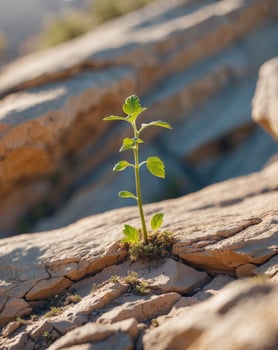 Tenacious Plant Thriving in Weathered Rocky Crevice Amid Sun Drenched Landscape. photo