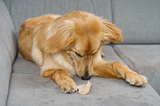 blonde dog eating on fabric sofa. Hovawart gnaws on a bone on textil sofa in living room. photo