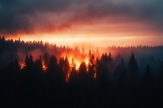 A dramatic sunset illuminates a dense forest with smoky hues. photo