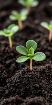 Green seedling emerging from soil in a garden during daytime growth photo