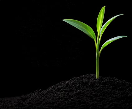 Green plant sprouting from dark soil in an isolated environment photo