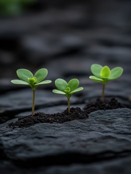 New green plant sprouts emerge from dark soil in a natural setting photo