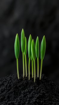 Green seedlings emerging from dark soil in a nurturing environment photo