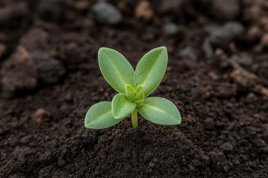 New plant sprout emerges from rich soil in a garden setting photo