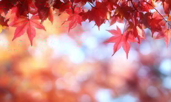 Vibrant red maple leaves against a soft, blurred autumn background. photo