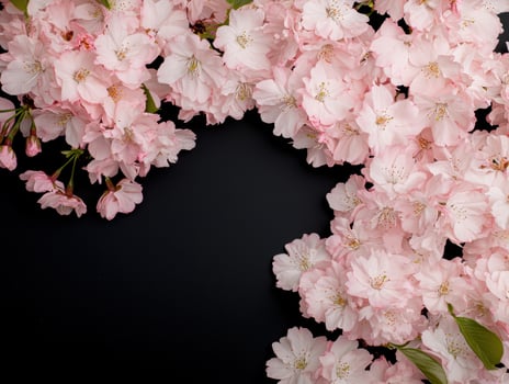 Pink cherry blossoms on black background photo
