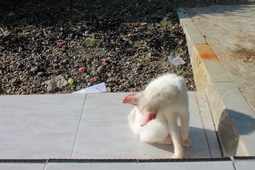 a white cat is on the porch floor photo